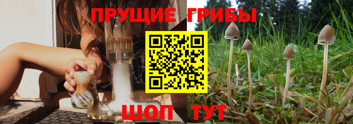 Псилоцибиновые грибы Psilocybe Тавда